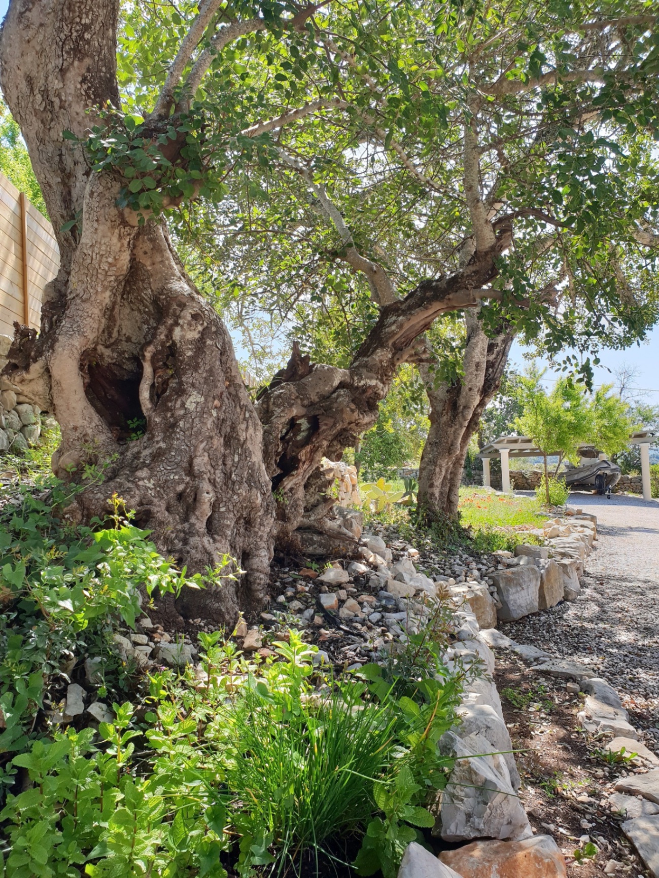 Ancient carob tree at Casa Amani, Algarve