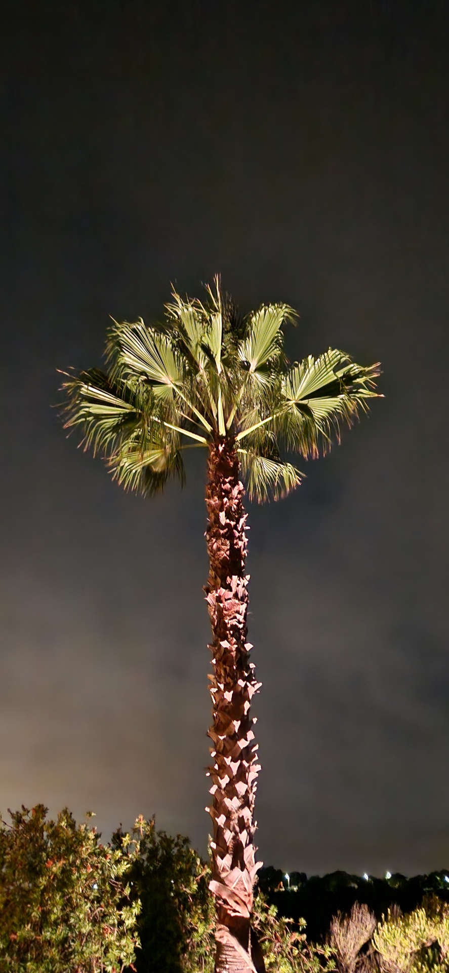 Palm at night at Casa Amani, Algarve